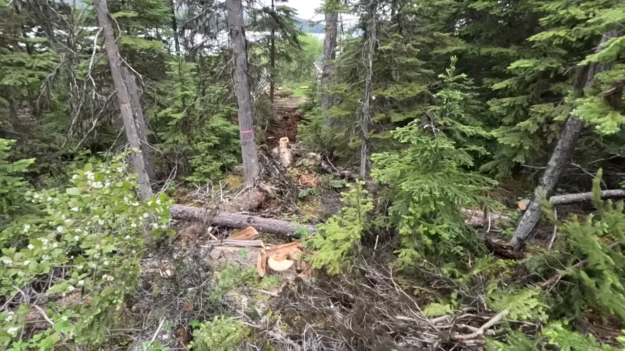 Wide view down a newly cut access path through evergreen trees showing felled trunks, cut stumps, and cleared corridor.