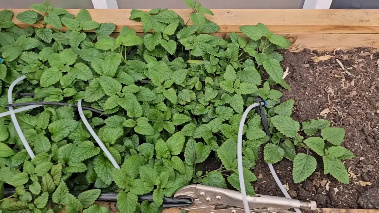Dense lemon balm groundcover with drip irrigation lines in a raised greenhouse bed.