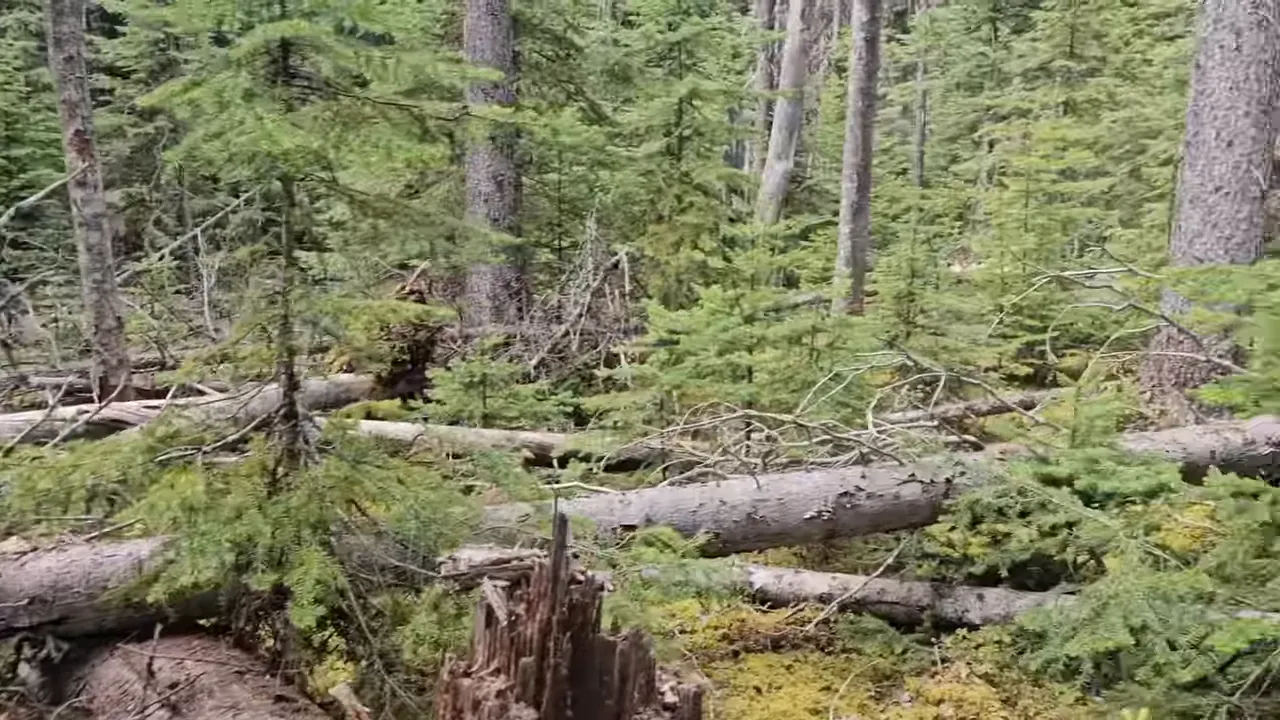 Multiple large downed logs resting on a mossy forest floor among young conifers.